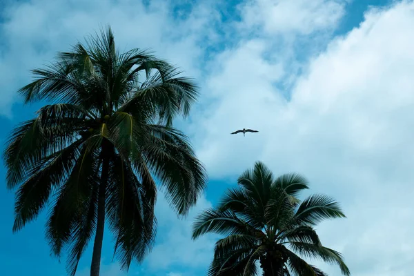 Palma Plná Zelených Žlutých Kokosových Ořechů Jasného Dne Modrou Oblohou — Stock fotografie