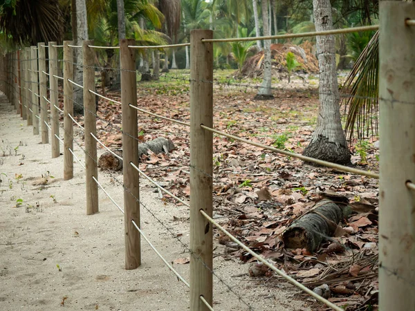 用竹子和铁丝网围成的栅栏环绕着一片满是椰子棕榈的土地 — 图库照片
