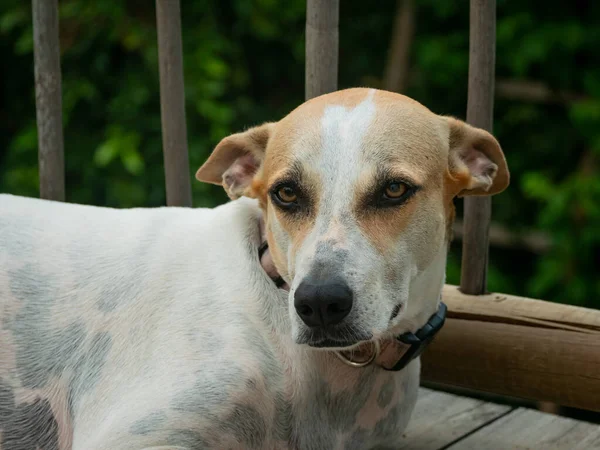 Chien Bâtard Blanc Jaune Assis Dans Sol Bois Une Maison — Photo