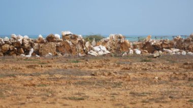 Punta Gallinas, Uribia, La Guajira, Kolombiya 'da okyanusun yanındaki tahta sopalı bir Çit yakınındaki Taşlardan yapılmış Duvar ile Kuru Kum Toprağı