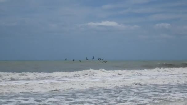 Aves Voando Grupo Fundo Azul Céu Sobre Oceano Atlântico — Vídeo de Stock