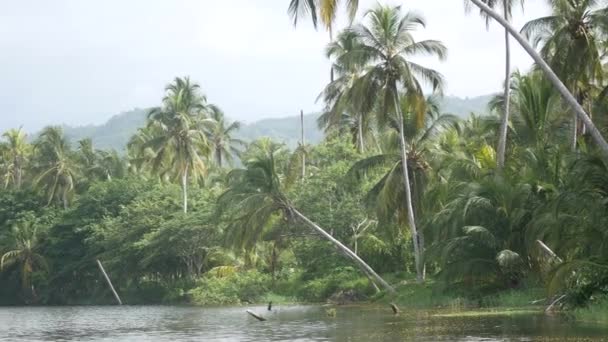 San Salvador River Umgeben Von Vegetation Vielen Palmern Und Anderen — Stockvideo