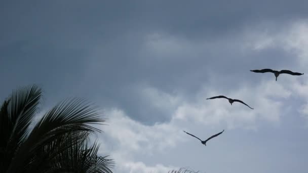 Uccello Rapace Che Vola Vicino Palm Tree Pieno Noci Cocco — Video Stock