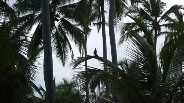 Great Ekor Grackle Atau Grackle Meksiko Quiscalus Mexicanus Burung Hitam — Stok Video