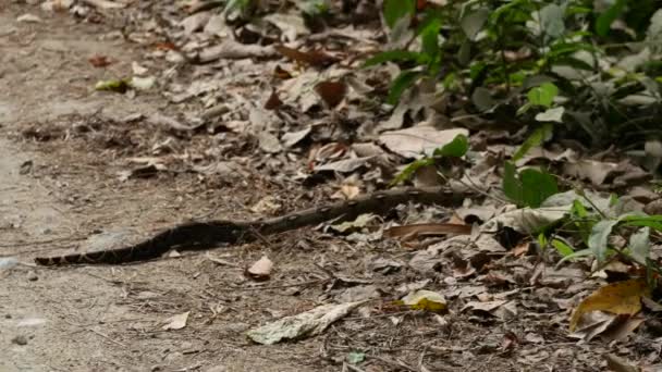ヘビはコロンビアのマグダレナのタイロナ公園の未舗装道路を横断しています — ストック動画