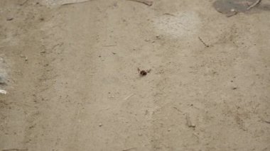 Karınca kafasını Minca, Kolombiya 'daki Kum Sahası' ndan kaldırıyor.