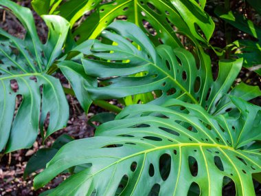 Peynir Bitkisi (Monstera deliciosa) adında Delikli Büyük Yapraklı Bitki)