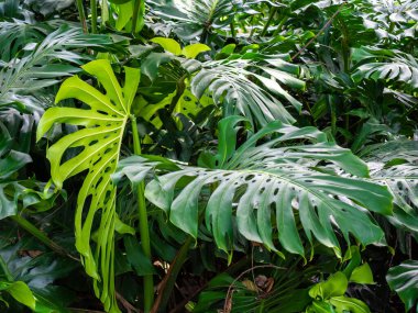 Peynir Bitkisi (Monstera deliciosa) adında Delikli Büyük Yapraklı Bitki)