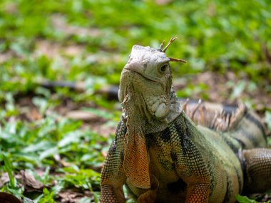 Yeşil İguana (Iguana Iguana) Büyük Bitkisel Kertenkele Medellin, Kolombiya 'da Çimlere Bakıyor
