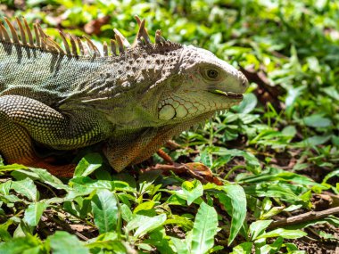 Yeşil İguana (Iguana Iguana) Büyük Bitkisel Kertenkele Medellin, Kolombiya 'da Çimlere Bakıyor