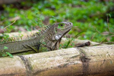 Yeşil İguana (Iguana Iguana) Büyük Bitkisel Kertenkele Medellin, Kolombiya 'daki Bahçedeki Tahta Üzerinde Duruyor