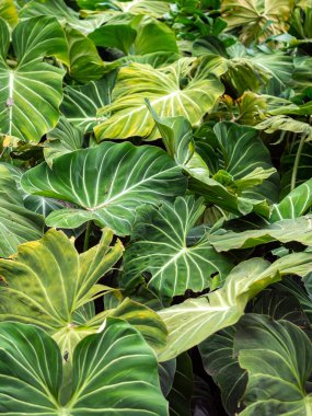 Philodendron, Büyük, Lobed veya Derin Çürük Yapraklar Bahçede