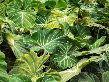 Philodendron, Büyük, Lobed veya Derin Çürük Yapraklar Bahçede