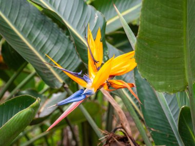 Turna Çiçeği veya Cennet Kuşu (Strelitzia reginae), Kanatlarını açan kuşa benzeyen çiçek.