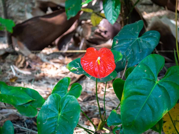 Flor Roja Conocida Como Flor Sastre Flor Flamenco Laceleaf Anthurium —  Fotos de Stock