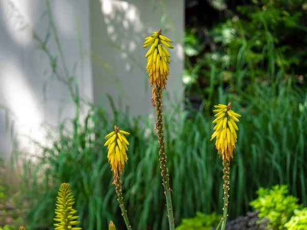 Druhy Kvetoucích Rostlin Rodině Asphodelaceae Také Známý Jako Tritomea Torch — Stock fotografie