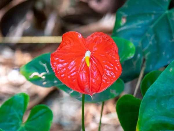 Flor Roja Conocida Como Flor Sastre Flor Flamenco Laceleaf Anthurium —  Fotos de Stock