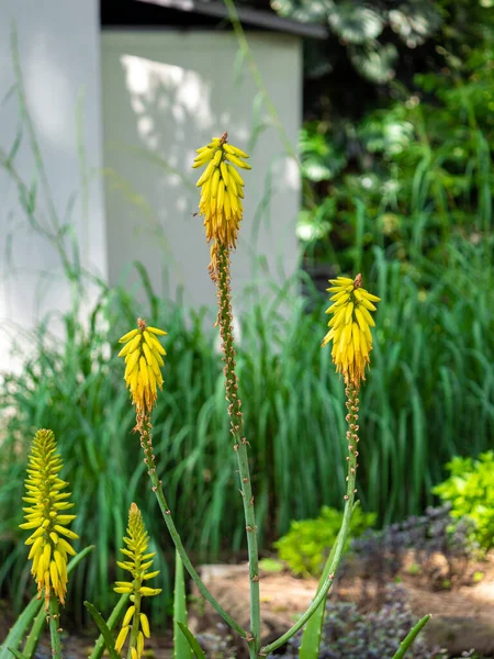Druhy Kvetoucích Rostlin Rodině Asphodelaceae Také Známý Jako Tritomea Torch — Stock fotografie