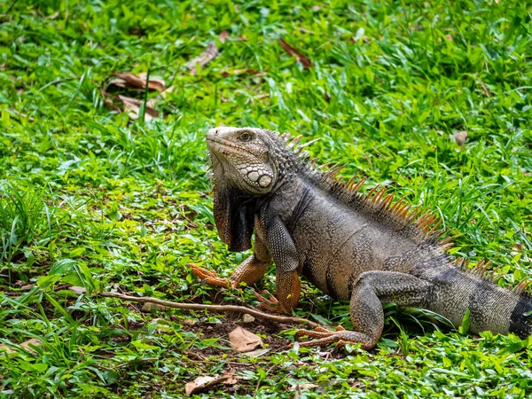 Zelená Iguana Iguana Iguana Velká Býložravá Ještěrka Zírající Trávu Medellinu — Stock fotografie