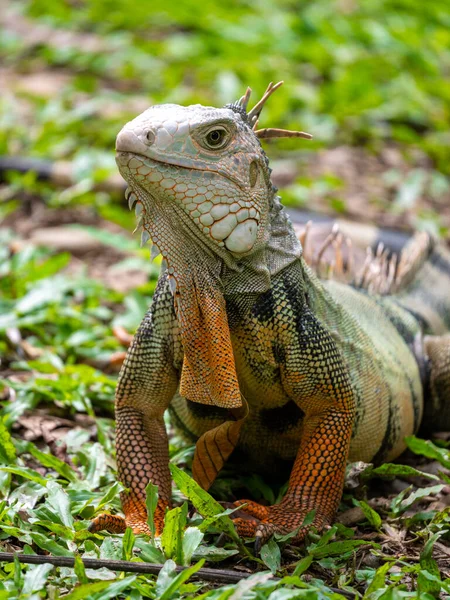 Iguana Verde Iguana Iguana Grande Lagarto Herbívoro Olhando Para Grama — Fotografia de Stock