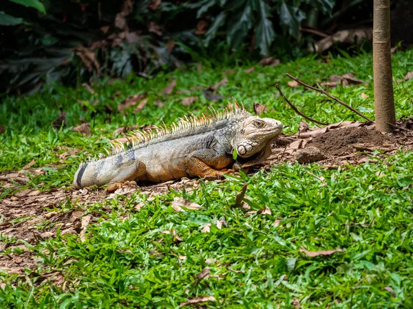 Iguana Verde Iguana Iguana Grande Lagarto Herbívoro Olhando Para Grama — Fotografia de Stock