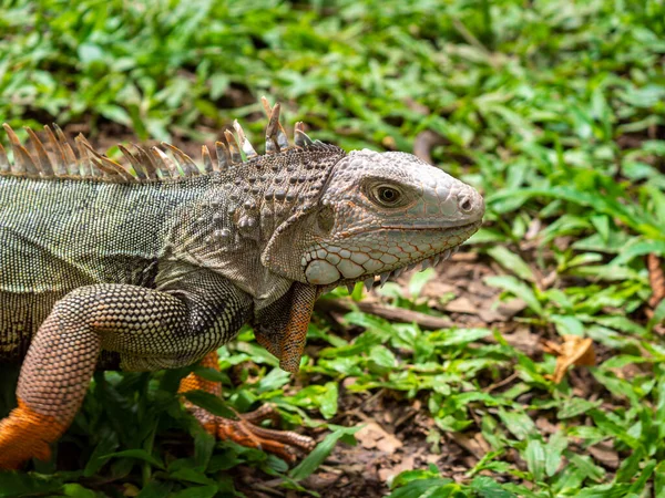 Zielona Iguana Iguana Iguana Wielka Roślinożerna Jaszczurka Wpatrująca Się Trawę — Zdjęcie stockowe