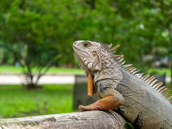 Zelená Iguana Iguana Iguana Velká Býložravá Ještěrka Stojící Dřevě Zahradě — Stock fotografie