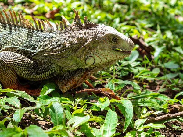 Zielona Iguana Iguana Iguana Wielka Roślinożerna Jaszczurka Wpatrująca Się Trawę — Zdjęcie stockowe