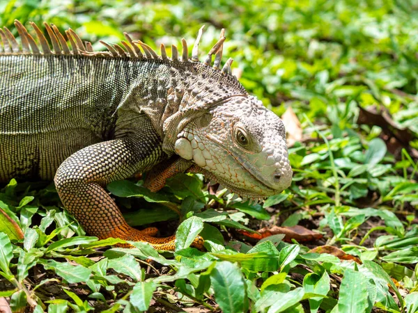 Zielona Iguana Iguana Iguana Wielka Roślinożerna Jaszczurka Wpatrująca Się Trawę — Zdjęcie stockowe