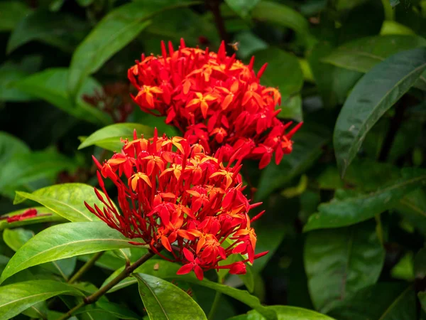 Geranio Selva Llama Los Bosques Llama Selva Pendkuli Ixora Coccinea —  Fotos de Stock