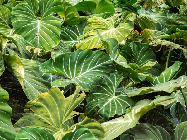 Philodendron Büyük Lobed Veya Derin Çürük Yapraklar Bahçede — Stok fotoğraf