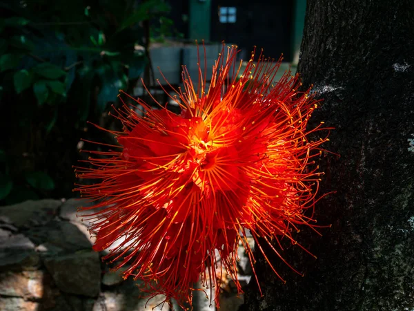 Calliandra Calliandra Hatocephala Κόκκινο Λουλούδι Παρόμοια Ένα Pompom Ένα Τροπικό — Φωτογραφία Αρχείου