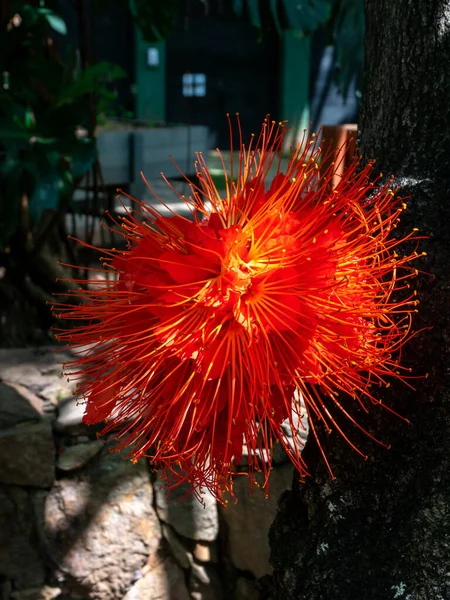 Calliandra Calliandra Hatocephala Κόκκινο Λουλούδι Παρόμοια Ένα Pompom Ένα Τροπικό — Φωτογραφία Αρχείου