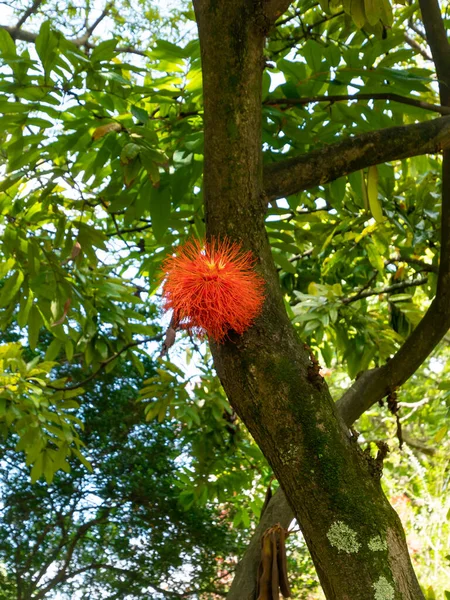 Calliandra Calliandra Haematocephala Ağaç Taki Bir Pompom Benzer — Stok fotoğraf