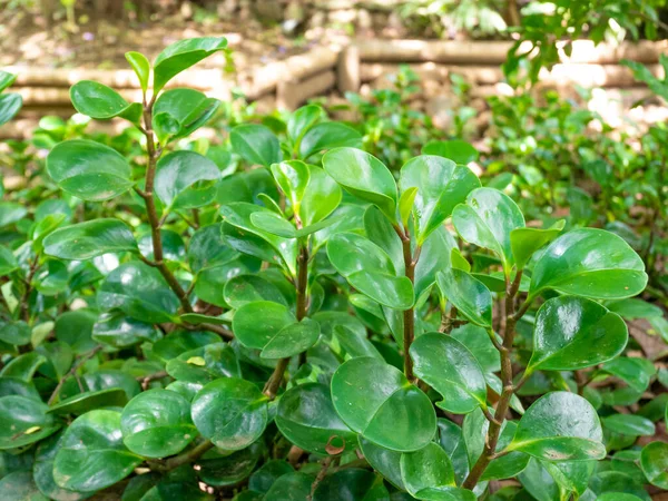 Peperomia Obtusifolia Conocida Como Baby Rubberplant Pepper Face Una Planta —  Fotos de Stock