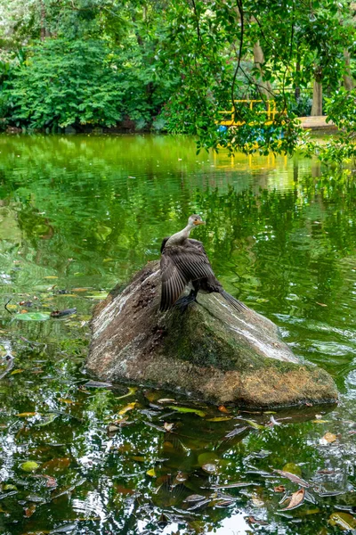 緑のラグーンの大きな岩の上に立っている鳥は 周りのすべてを見ています — ストック写真