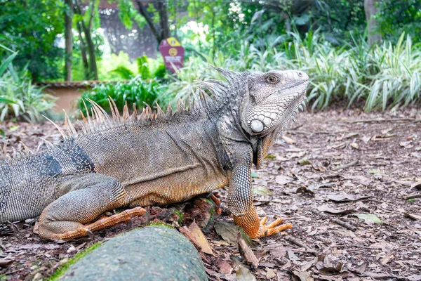 Zelená Iguana Iguana Iguana Velká Býložravá Ještěrka Zírající Suché Pozemky — Stock fotografie