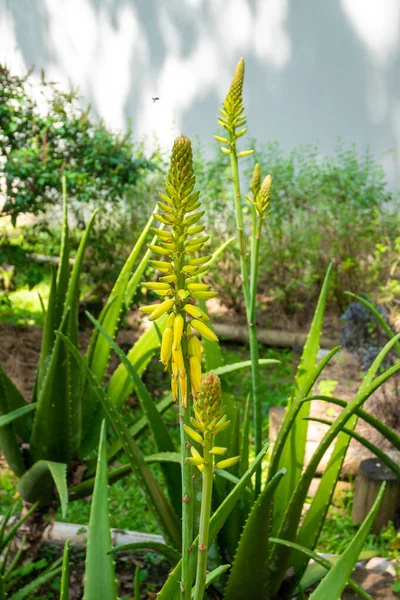 菊科植物的花种 也被称为Tritomea Torch Lily或Red Hot Poker Kniphofia Uvaria 花园中的黄花 — 图库照片