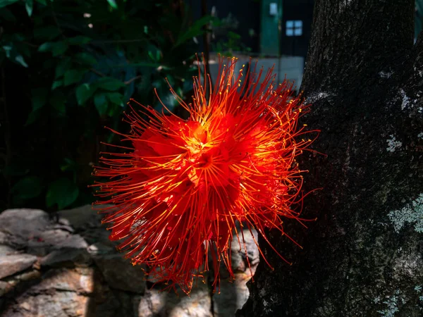 Calliandra Calliandra Hatocephala Κόκκινο Λουλούδι Παρόμοια Ένα Pompom Ένα Τροπικό — Φωτογραφία Αρχείου