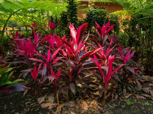 Cordyline Fruticosa, Pembe ve Mor Yapraklı Bitki Büyük Bir Bahçedeki Ağaçların Gölgesi Altında
