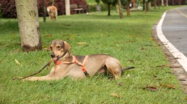 Orta Kahverengi Melez Köpek Medellin, Kolombiya 'da çimlerin üzerinde oturan ince bir kütüğü çiğniyor.