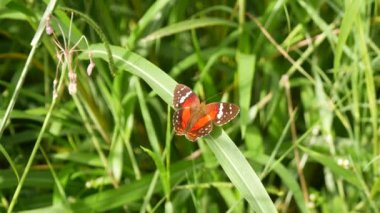 Kelebek, Brown, Scarlet veya Red Peacock (tavus kuşu) (Anartia amathea) olarak adlandırılır. Güneşli bir günde bir bitkinin yapraklarına tünedi.