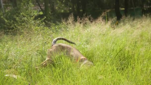 Medium Brown Mongrel Dog Rolling Tall Grass Garden Medellin Colombia — Stock Video