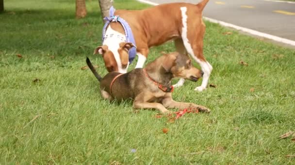 ミディアムブラウンモングレル犬は草の上に座っている黄色のボールにチューイングしている間 別の犬は彼女を嗅ぎます — ストック動画