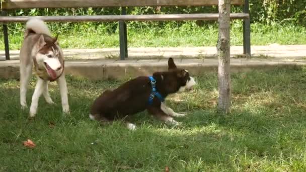 Střední Plemeno Psů Sibiř Husky Hrají Navzájem Kousání Navzájem Trávě — Stock video