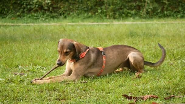 Medium Brown Mongrel Dog Chewing Thin Log Sitting Grass — Stock Video