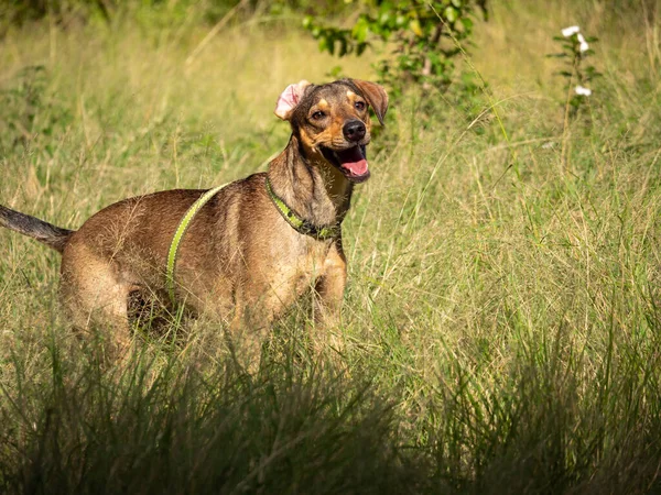 Happy Dog Passeggiata Nell Erba Verde Del Parco Medellin Colombia — Foto Stock