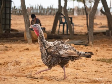 Türkiye La Guajira, Kolombiya 'da Çölün Ortasında Yürüyor