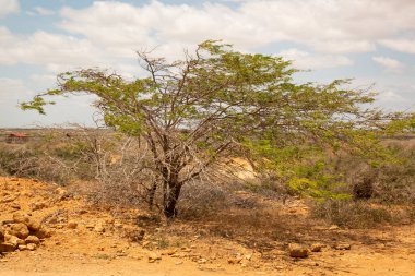 La Guajira Çölü 'ndeki Kuru Ağaç, Kolombiya