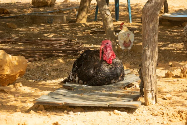 Törökország Sivatag Közepén Más Farmyard Birds — Stock Fotó